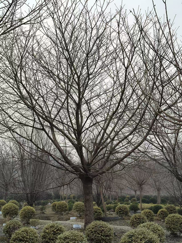 35公分精品早樱